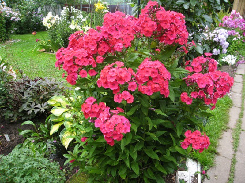 Los phlox perennes son plantas de jardín con flores.