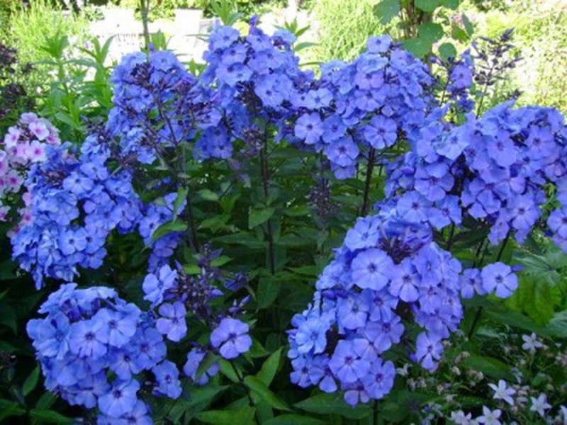 Phlox bleu canadien - une photo d'un buisson en fleurs.