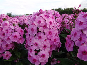 Fondant Fancy, çok gür bir phlox çeşididir.