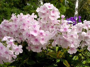 Soin Phlox en été - comment faire plaisir aux fleurs le plus longtemps possible