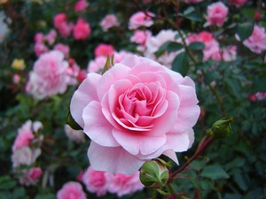 Description de la variété de rose