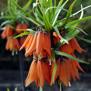 Comment faire fleurir le tétras du noisetier