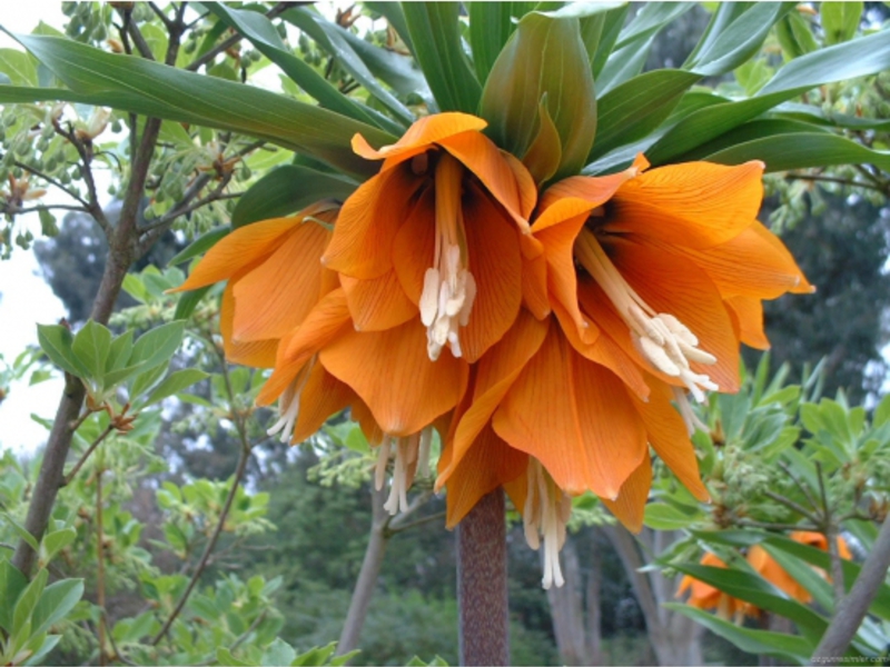 Urogallo imperial