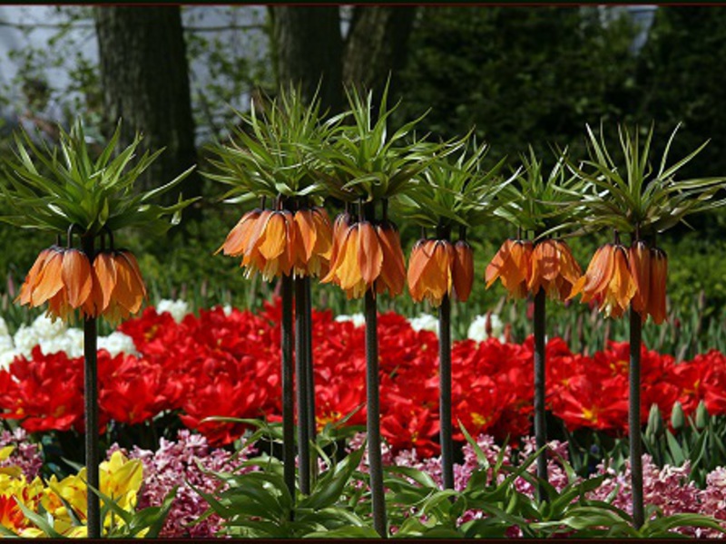 Como cultivar tetrazes avelã