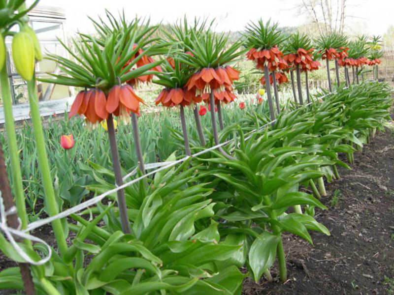 Blomstrende buske af hasselros