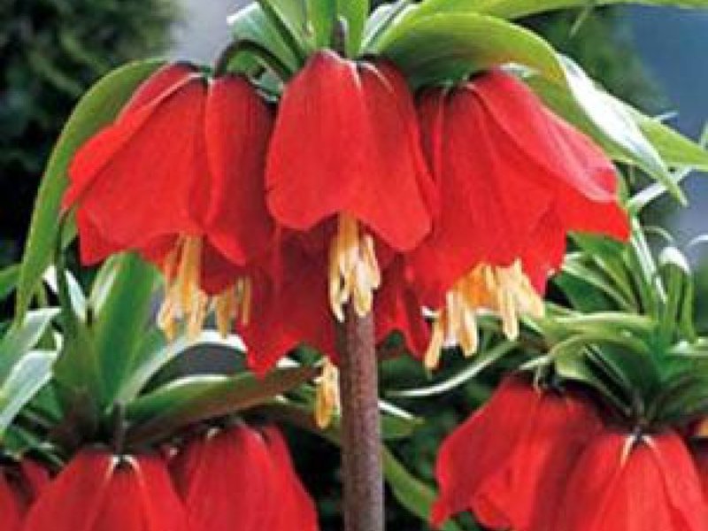 Urogallo imperial, plantación y cuidado en campo abierto.