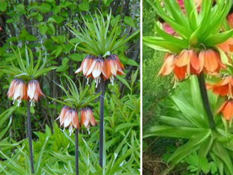 Tuinbloem keizer hazelaarhoen