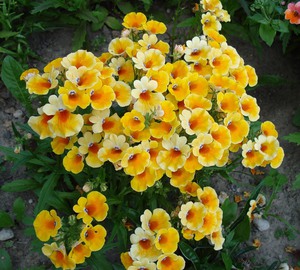 Nemesia dans la conception de jardins