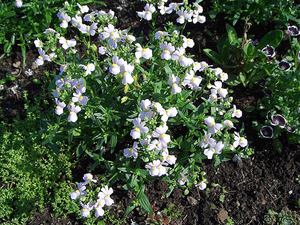 Caratteristiche dei fiori da balcone in crescita