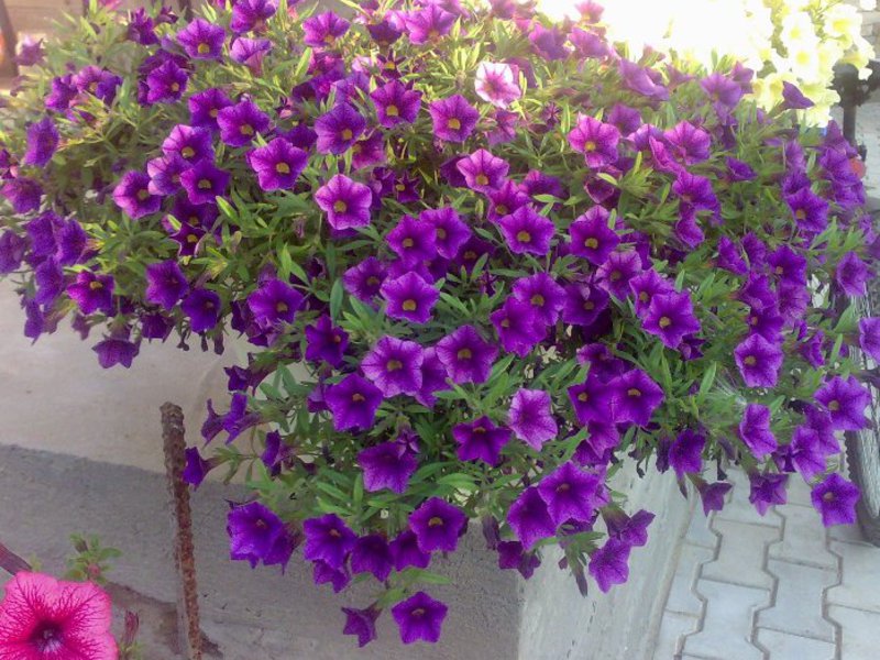 Nemesia phát triển như thế nào