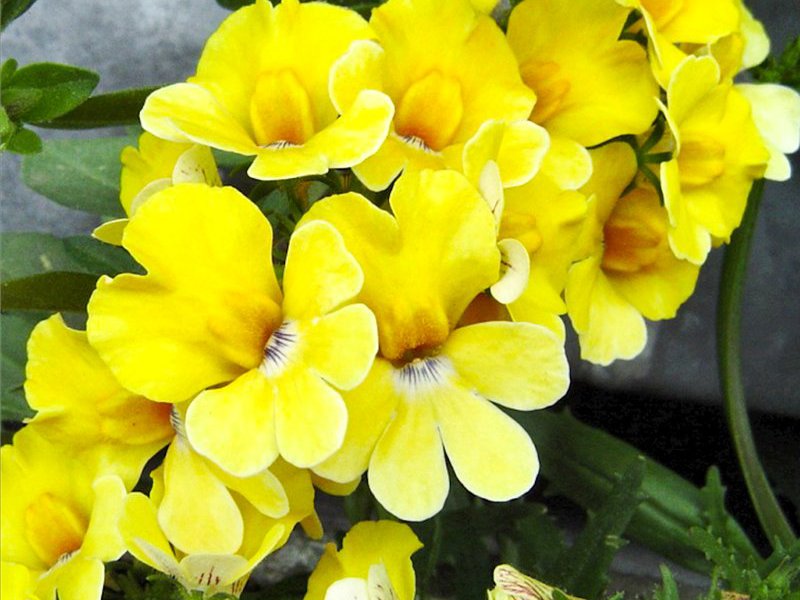 Variété de fleurs Nemesia