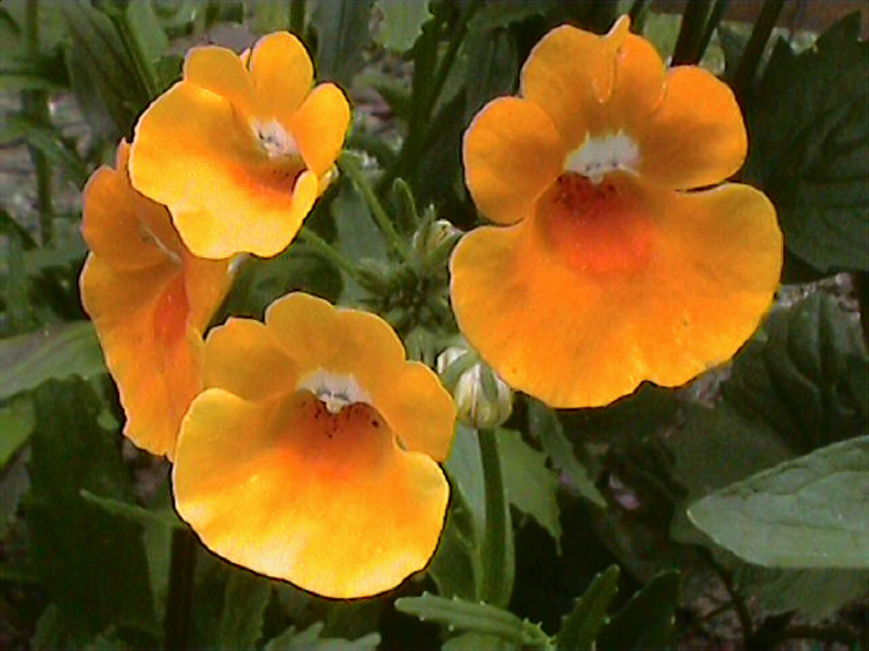 Sâu bọ Nemesia