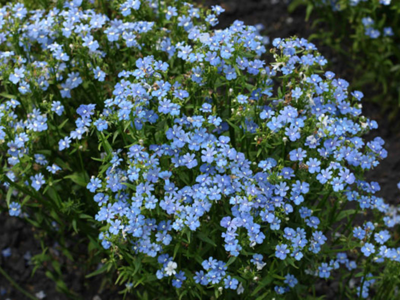 Odmiana Nemesia do ogrodu