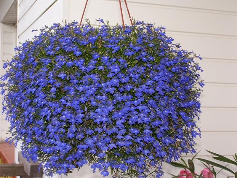 Nemesia dei fiori da giardino