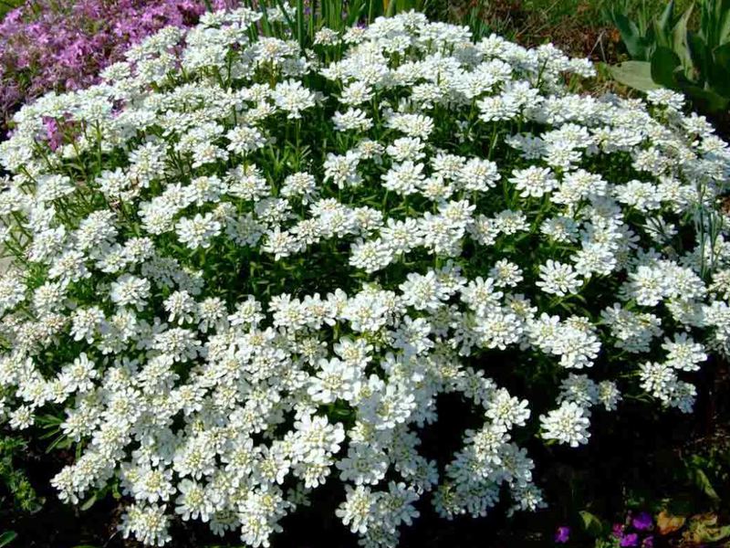 Variétés et types de nemesia