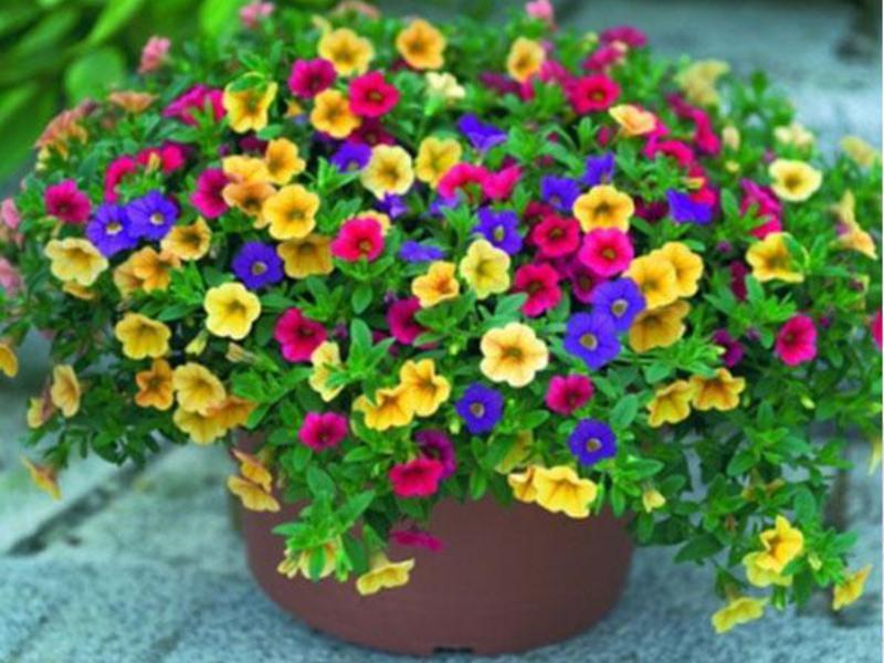 Sáng tác từ nemesia