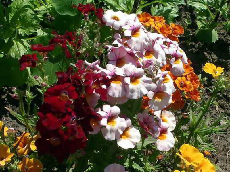 Hoe nemesia te planten