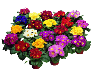 Planting av primula