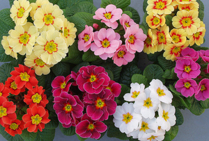 Смес от Primula Akaulis