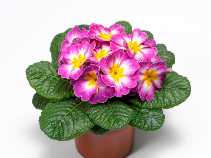 Εμφάνιση Primrose