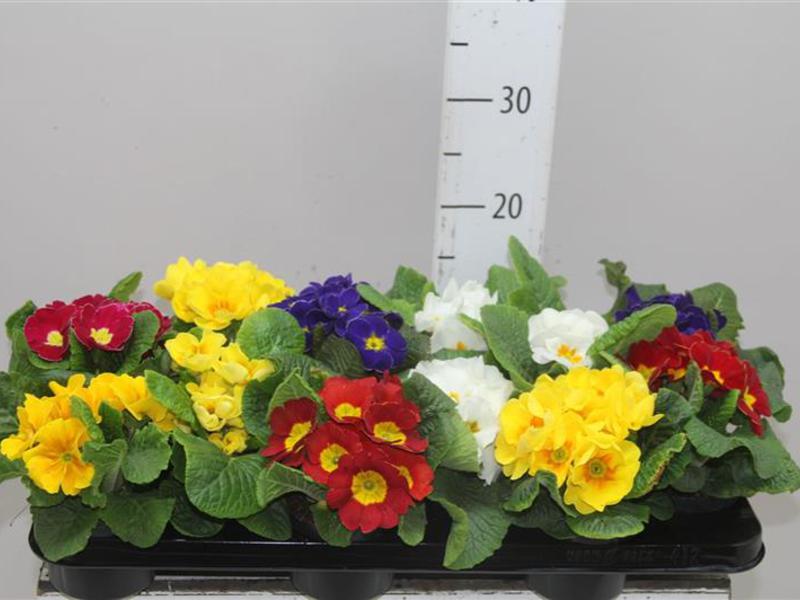 Varieties and types of primrose