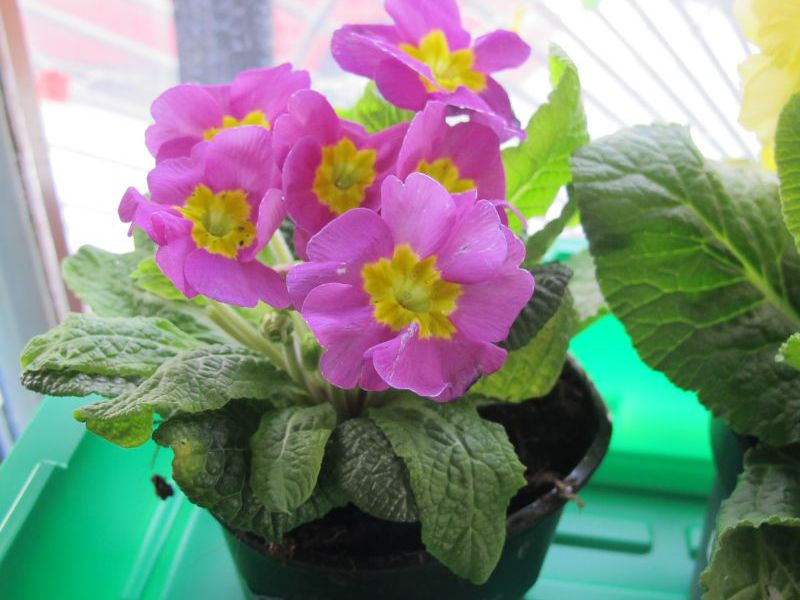 Hvordan plante en primula