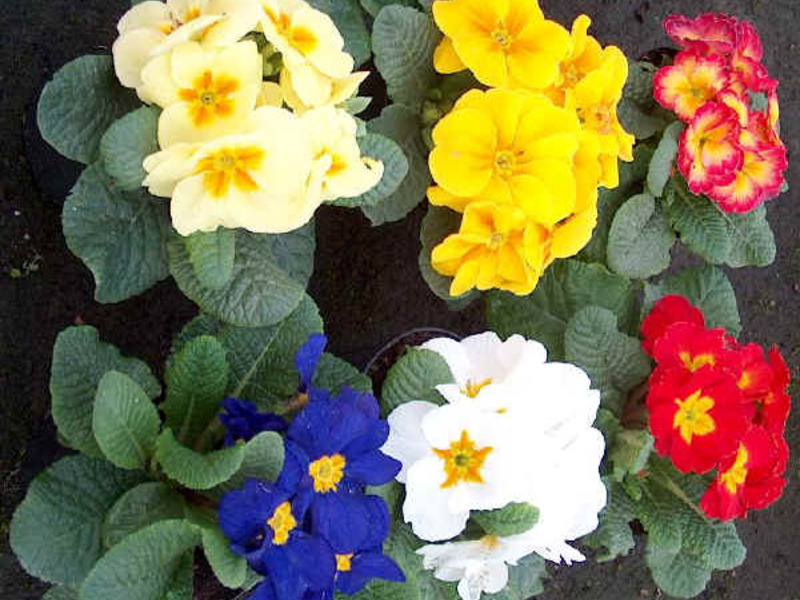 Πώς μεγαλώνει η primrose