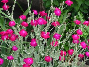 Como cultivar lychnis