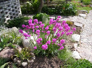 Planta perena lychnis