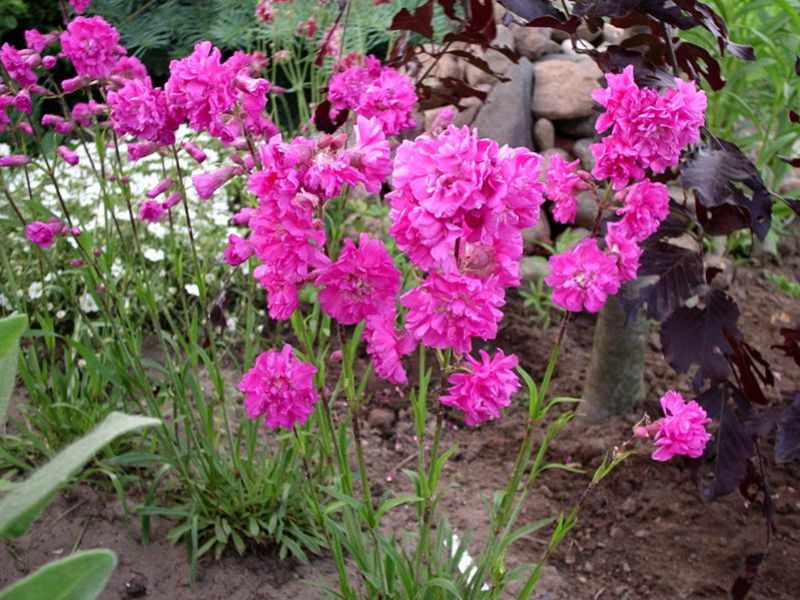 حديقة الزهور المعمرة lychnis