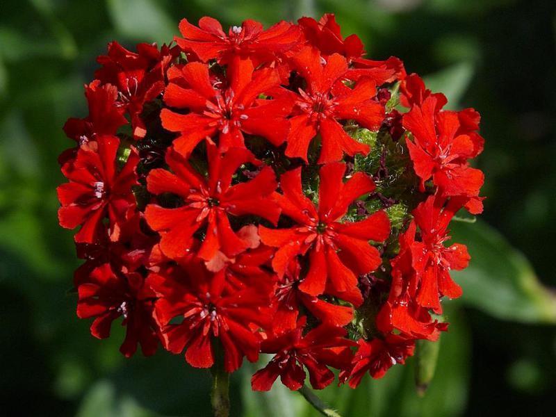 Schöne Blumen im Lichnisgarten