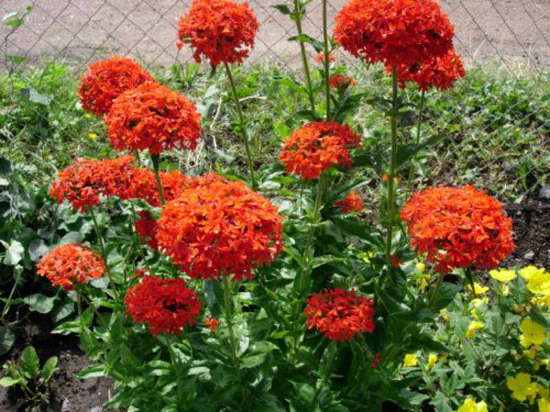 Lychnis plant ongedierte