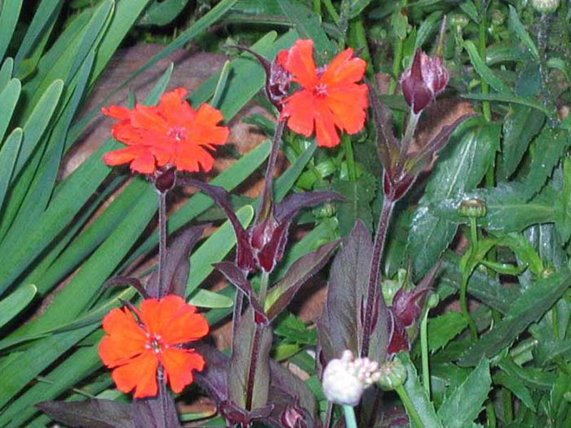 Flor de lychnis