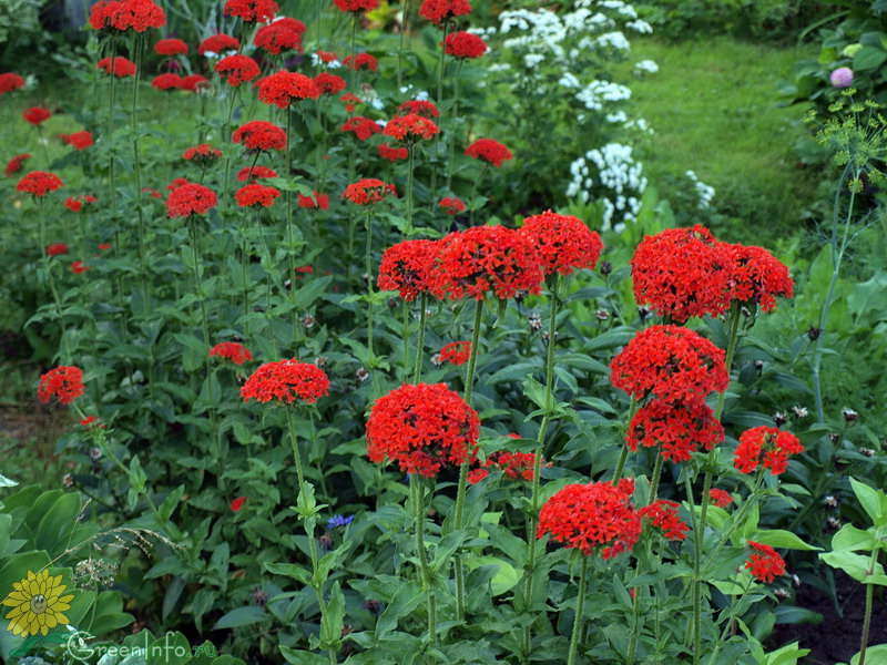 Lichnes fleråriga blommor