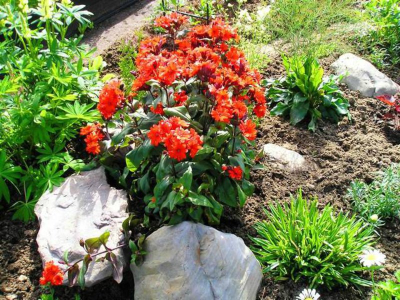 Flerårige haveblomster lychnis