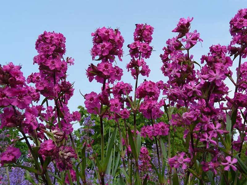 Variétés et types de lychnis