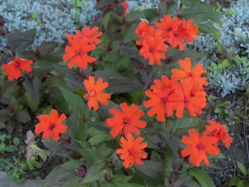 Flerårig trädgård blommar lychnis