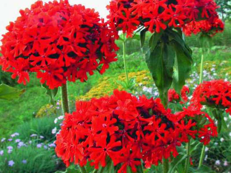 Corona de Lychnis