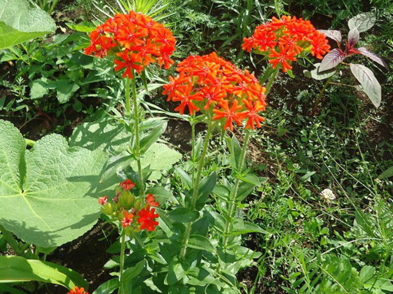 Ang mga bulaklak na may ilaw sa hardin