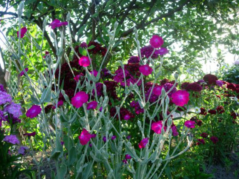 A lychnis termesztése