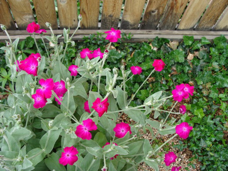 Was sind die Sorten von Lychnis