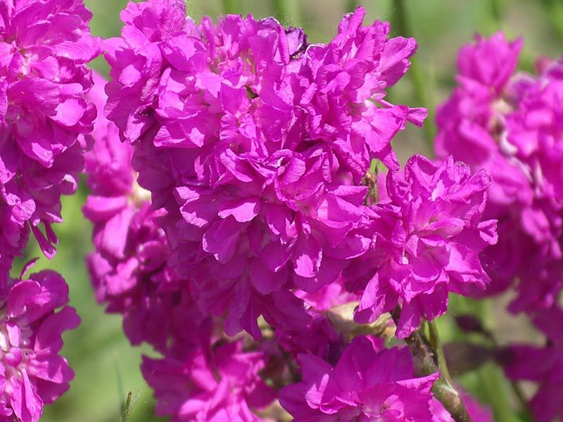 Corona de Lychnis