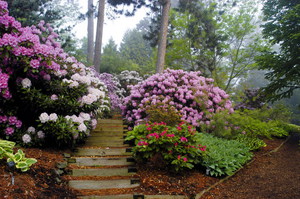 Rhododendron: plantering, vård och odling