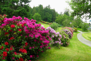 Rododendroni în grădină