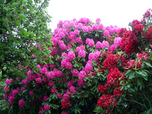 Combien de temps les rhododendrons fleurissent-ils