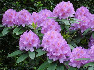 Hvordan rhododendron brukes i hagedesign