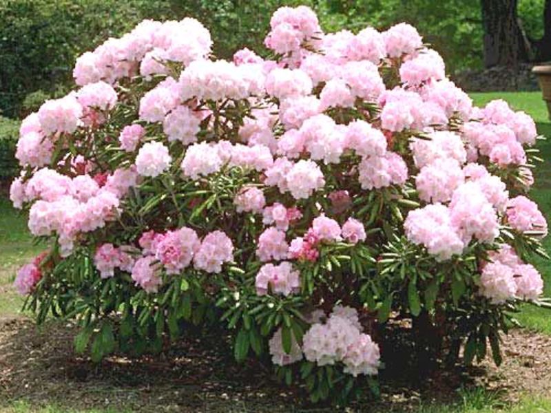 Rhododendrons dans le jardin