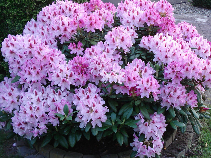 Rhododendron: plantering, vård och odling