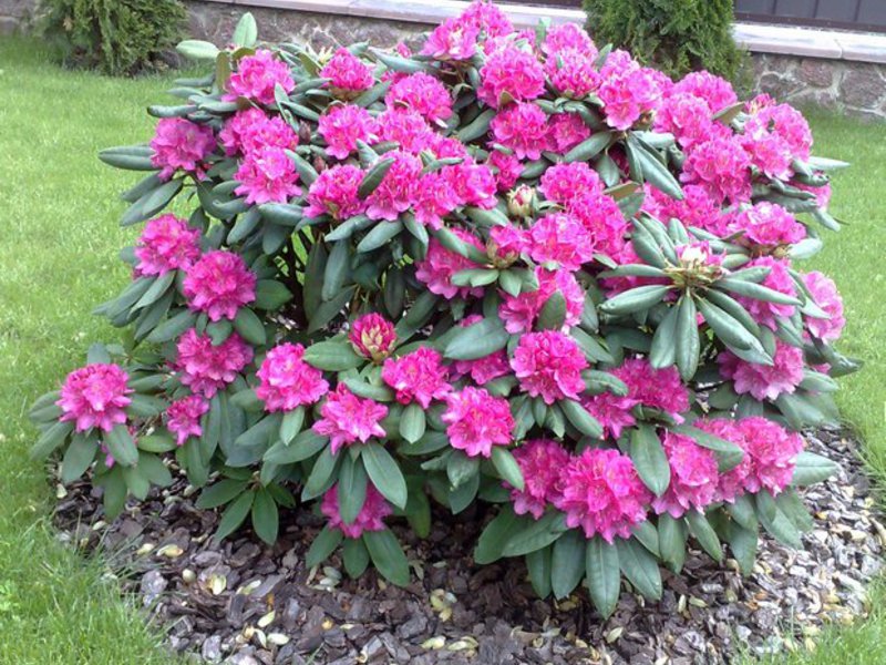 Blomstrende rododendron busk