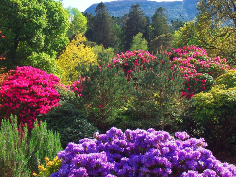 Att plantera och välja en plats för en rododendron